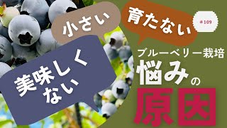 ブルーベリー栽培を楽しんでいる人の共通した悩みの原因・解決法を教えます｜かんたんキット販売中