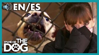 Owner Faces the Reality of Dog Shelters | It's Me or The Dog