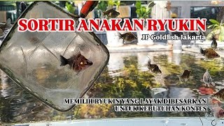 SORTIR ANAKAN RYUKIN | JP GOLDFISH JAKARTA