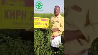 Kaveri Seeds Pvt Ltd KHPH 206 F1 Chilly #farming #chilly #like #support #subscribe