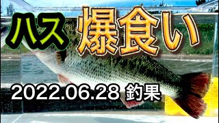 【バス釣り】ケタバス(ハス)を爆食いで丸々と太ったブラックバス！「琵琶湖」「水槽」「餌釣り」