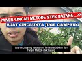 panen cincau hijau dan tips cara membuat step by step