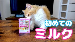 初めてミルクを飲むモフモフ子猫が可愛い【スコティッシュフォールド】/ 【Scottish Fold Cat】