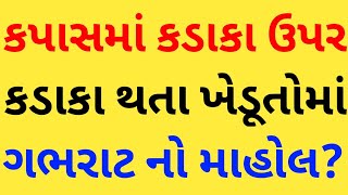 કપાસના ભાવમાં કડાકા ઉપર કડાકા થતા ખેડૂતોના હાલ બેહાલ? કપાસના ભાવ શું હજુ ઘટશે? ખેડૂતોમાં ડરનો માહોલ!