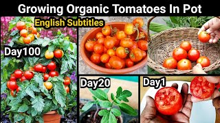 How To Grow Tomatoes From Tomato : 100 Days Updates : Easiest Method Ever