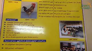 புறக்கடை கோழி | எளிய முறையில் புறக்கடை கோழி வளர்ப்பு | pura kadai koil valarpu | desi hen farming