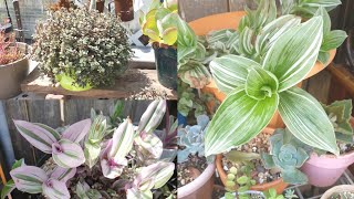 Tradescantias Crecieron el Doble después del Trasplante😱Actualización!#jardineria #vlogs