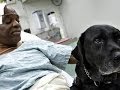 Hero guide dog to stay with blind man