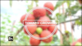 TOMATO GROWING IN UGANDA