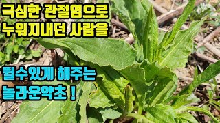 싱아--관절염에 특효약초!! 몸속 독소를 정화해주고 장기능을 촉진해 오래된 숙변과 변비를 없애주며 원활한 소화대사로 기운이 넘치게하고 간기능을 향상시킨다