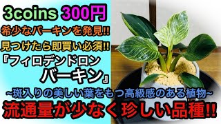 【ダイソーでも買える希少なレア品種の観葉植物】ダイソーでも時々見かけるあの植物 フィロデンドロン バーキン 流通量少なく希少な観葉植物です！見かけた即購入間違いなし！3コインズで購入したので紹介！