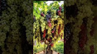 Beautiful grapes Farming techniques|grapes Farming #farming #shorts #shortvideo #viralshort