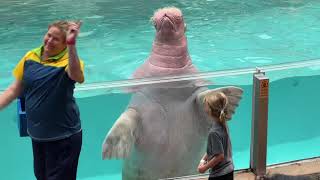 Slowpoke: Seaworld Orlando’s Splashing Walrus