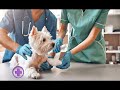 EL COLEGIO DE VETERINARIOS DE LA PCIA DE BS AS INCULCA CUIDAR LA SALUD PÚBLICA Y EL BIENESTAR ANIMAL