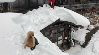 柴犬達と屋根の　雪下ろし　、　雪庇落とし