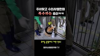 주사맞은 후이의 무시무시한 복수