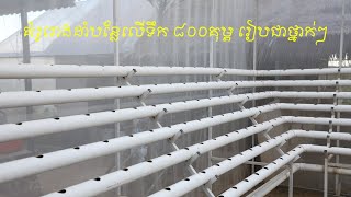 EP222 | Hydroponic farming in Cambodia, sample tray can grow 800 plants