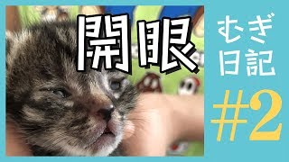 子猫の目がじわじわ開いてきたよ。#むぎ日記 ②