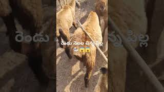 రెండు నెలల చిన్న పిల్ల ఎలా ఉంటుంది 🐏😱😱 plz like and subscribe my YouTube channel 👍👍