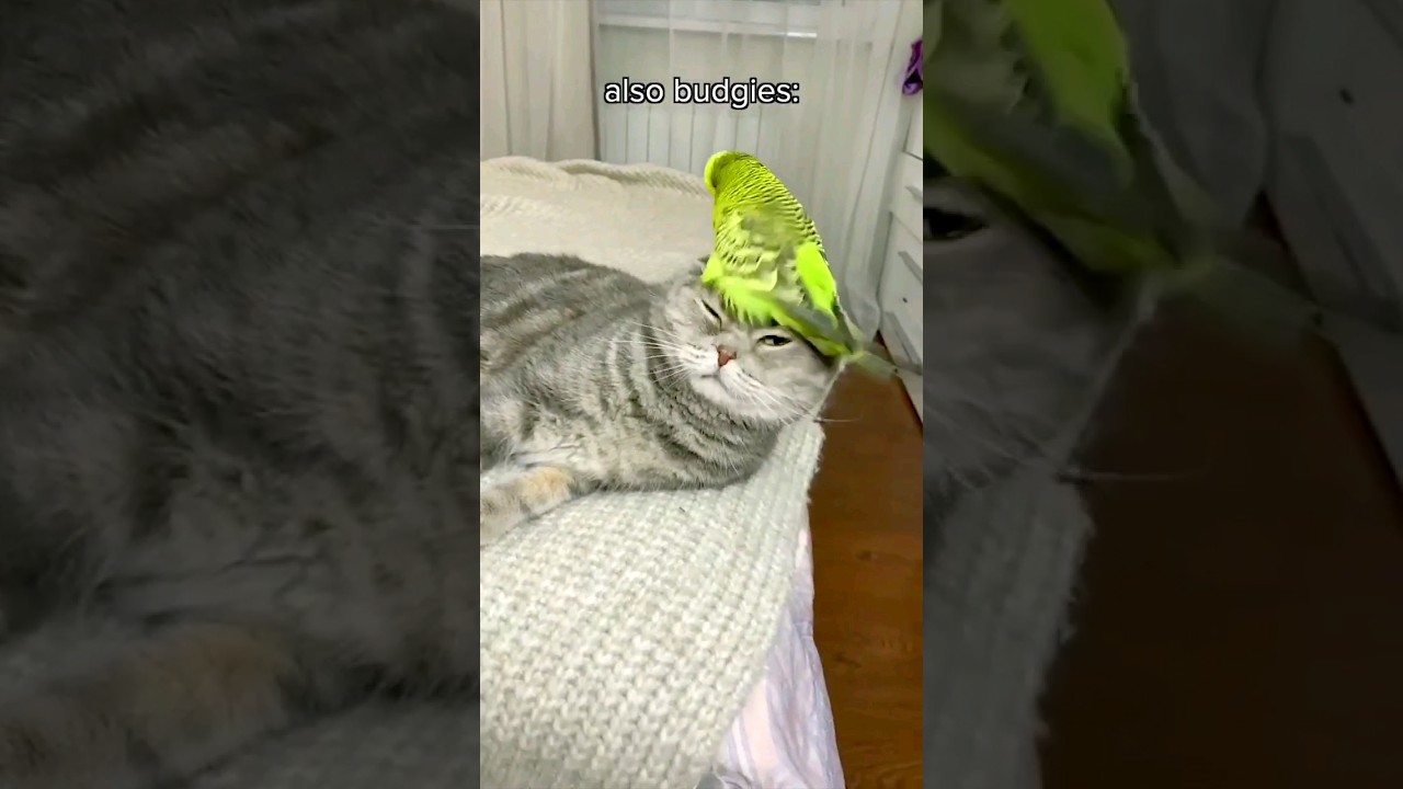 Best Pet For Kids Dog Potato