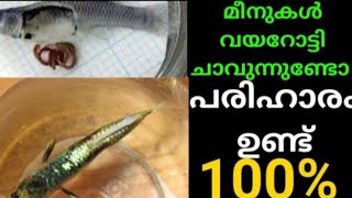 ഇനി ഗപ്പികൾ വയർ ഒട്ടി ചാവില്ല intanel parasite 🐟🐟🐟😲😲😲