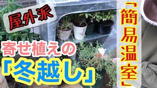 【冬越し】寄せ植え・鉢植えの植物たちの冬越し準備 / めちゃくちゃコスパ良い簡易温室見つけたよ♫ IKEAの人気商品購入 / ダメ元でも全部やってみるのが大事【ガーデニング】