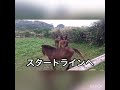 ヨナグニウマの競馬ごっこ