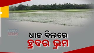 Hansua River Causes Flooding In Jagatsinghpur; No Drainage System, Farmers' Fields Submerged