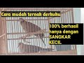 ternak burung derkuku (tekukur) dengan sangkar kecil