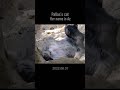 マヌルネコ大開脚！お腹まる見え！ shorts manul pallascat