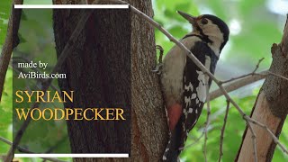 Syrian Woodpecker [Dendrocopos Syriacus]