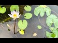 ambal flowering tips waterlily flowering tips ambal plant caring malayalam how to easy grow