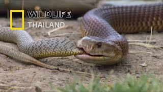 มัลก้า The king brown snake ฝันร้ายที่สุดของงูพิษ! ราชาแห่งงูพิษของออสเตรเลีย!|สารคดี WILDLIFE