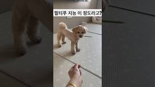 사람보다(나) 지능이 높은 #댕댕이 #말티푸