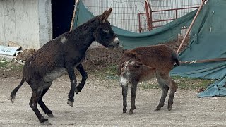 FENOMEN EŞEK HATUN GETİRDİK