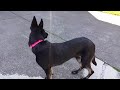 black belgian malinois howling.