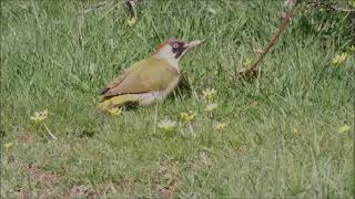 Green Woodpecker St.Woolos cemetery