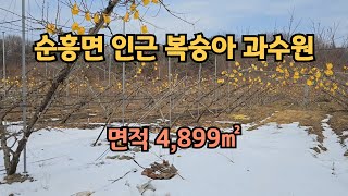 물건번호 049번 // 영주시 순흥면, 복숭아 과수원, 면적 4,899㎡, 농지 매매합니다.