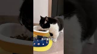 奶牛之歌APT版#猫咪 #可爱 #萌宠 #cat #catlover #catlife #catlovers