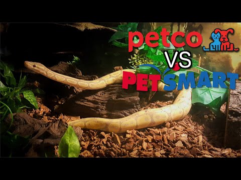 Petco VS Petsmart – Ball Python Maintenance Guides