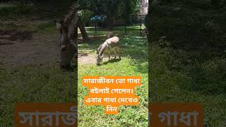 সারাজীবন তো গাধা বইলাই গেলেন এবার গাধা দেখে নিন #viralvideo #viral #animal #zoo #গাধা #ass