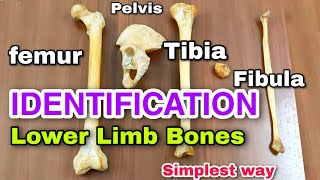 lower limb bones ll identification ll side determination || anatomy of lower limb || bones ||