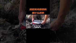 蚂蚁窝内部的结构是什么样子，你知道吗？#涨知识  #科普一下 #科普知识 #有趣冷知识 #故宫 #科普 #科普知识 #科普频道  #dou出新知