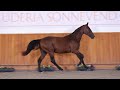 damascus sa z goya x darco i 2 years old i scuderia sa auction 2024 october