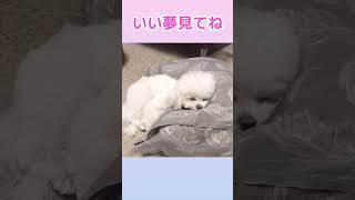 枕で寝るかわいいわんこ🐶【チワマルぴの】 #マルチーズ #チワワ #shorts #犬のいる暮らし #cutedog