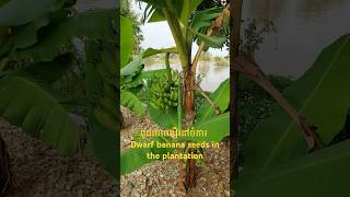 ពូជចេកតឿនៅក្នុងចំការ, Dwarf banana varieties in the plantation November 14, 2024