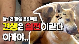 사람무는 강아지의 공격성 개선 프로젝트 우개연 퍼피클래스 감자와 금진이 #강아지공격성 #퍼피교육 #강아지사회화