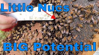 🔵Beefing up mating nucs for winter.