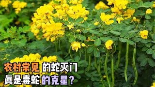 农村常见的蛇灭门，真是毒蛇的克星？毒蛇见了都得躲着跑？