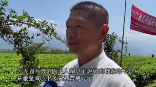 埔里鎮郊大坪頂昱香園有機茶園走生態有機守護台灣白魚有成！生態回來了